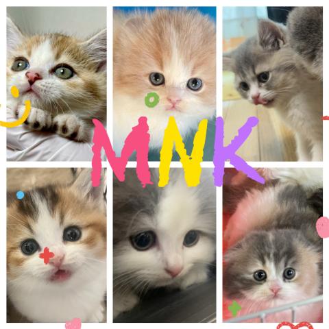 MNKの外観