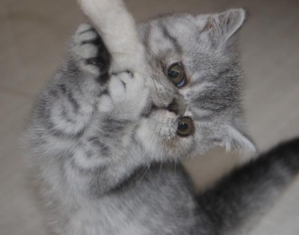 エキゾチックショートヘアー - 子犬や子猫たちのペット販売情報が満載