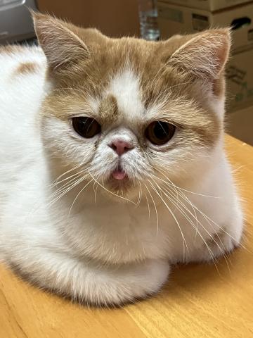 里親様募集(ΦωΦ)❣❣エキゾチックショートヘアー♥(ΦωΦ)(ΦωΦ) 里親様募集(ΦωΦ)❣❣エキゾチックショートヘアー♥(ΦωΦ)(ΦωΦ)