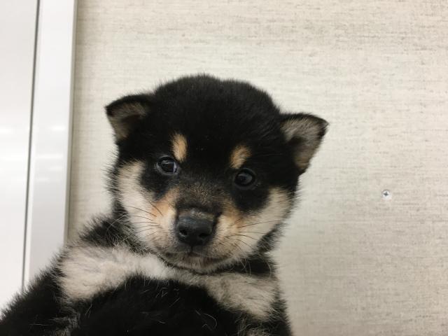 柴犬