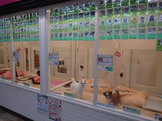 ペットプラザ三和こどもの国店の外観