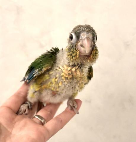 ウロコインコ - 子犬や子猫たちのペット販売情報が満載「ペット