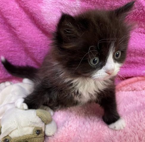 サイベリアン✨サイベリアン✨プレミアクラス⭐️素敵な飼い主さん募集 