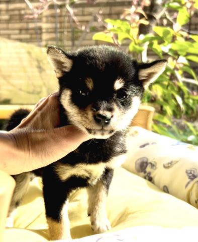 柴犬豆柴 - 子犬や子猫たちのペット販売情報が満載「ペット
