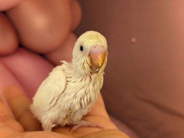 セキセイインコ Wファクタークリーム - 子犬や子猫たちのペット販売