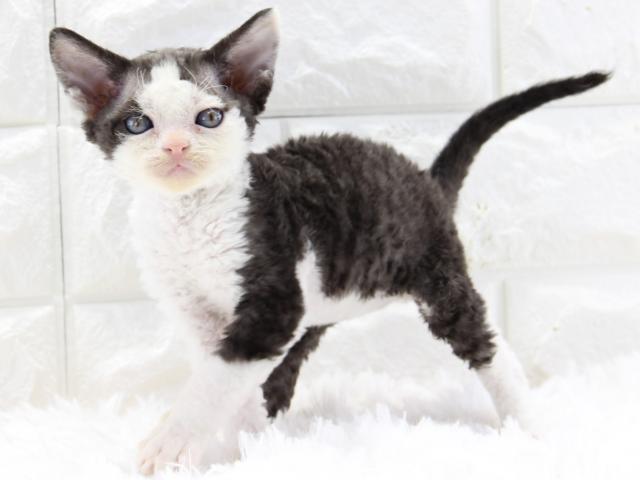 デボンレックス かわいい巻き毛 レア希少カラー - 子犬や子猫たちの