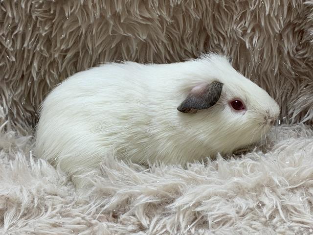 モルモット ロシアンスモークモルモット - 子犬や子猫たちのペット販売