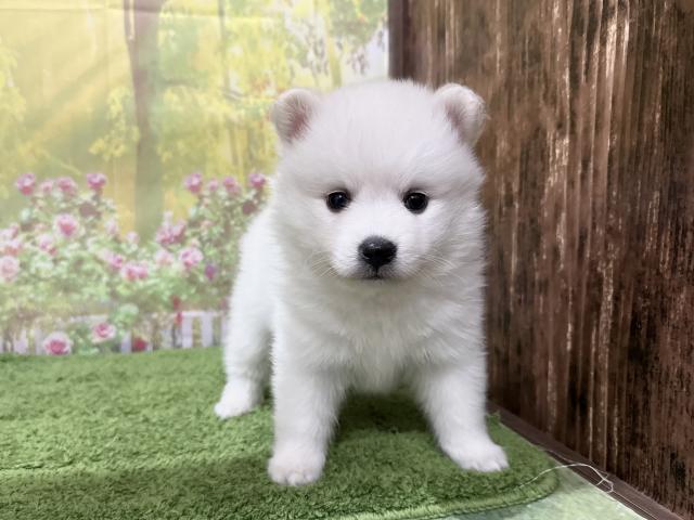 日本スピッツ - 子犬や子猫たちのペット販売情報が満載「ペット