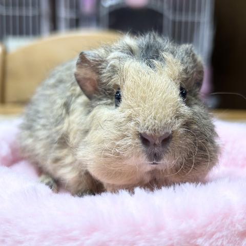 モルモット テディ‪✕‬クレステッド【北海道・男の子・2025年5月16日
