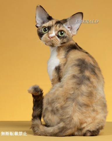 CATTERY EMERALD SPIRIT (デボンレックス子猫)の外観