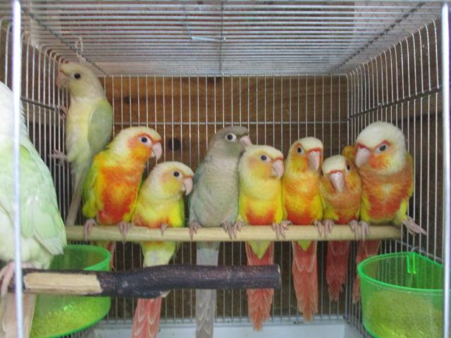 鳥小動物の店アミーゴの写真(神奈川県横浜市緑区)