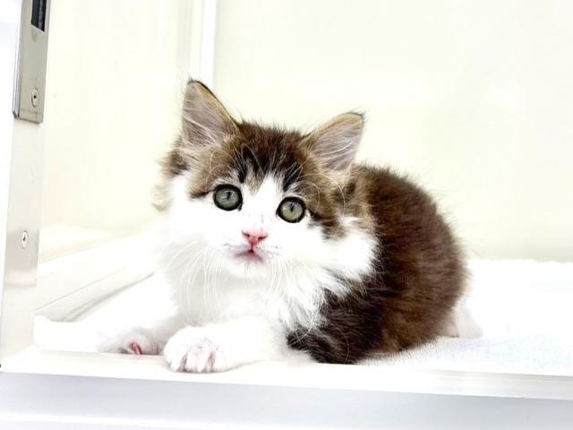 MIX（雑種）ラグドール×ノルウェージャンフォレストキャット 295