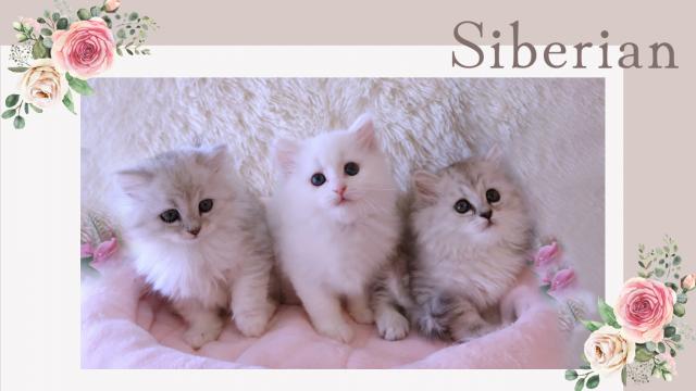 LovelyCatページ imgrc0120844719.jpg