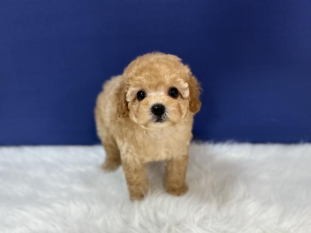 トイプードルティーカッププードル - 子犬や子猫たちのペット販売情報