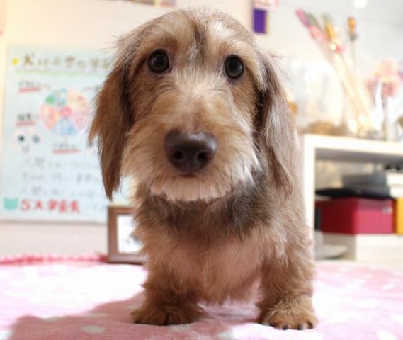 ミニチュアダックスフンド(ワイヤーヘア) - 子犬や子猫たちのペット