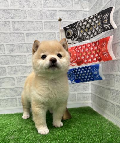 柴犬豆柴【奈良県・男の子・2025年2月25日生まれ】 - ペットステーション