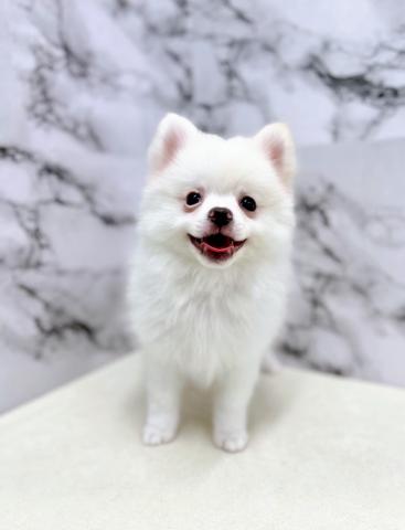 MIXポメラニアン×（チワワ×ポメラニアン）【6/15お写真、動画更新