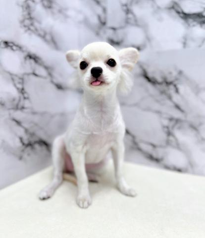 抜き苗♥️可愛い✨チワワ✨ 抜き苗♥️可愛い✨チワワ✨