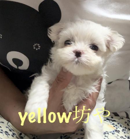 マルチーズ - 子犬や子猫たちのペット販売情報が満載「ペット