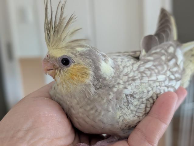 オカメインコ PFシナモンパール - 子犬や子猫たちのペット販売