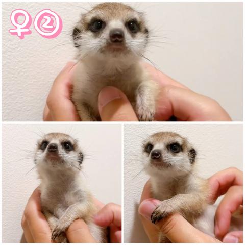 ミーアキャット - 子犬や子猫たちのペット販売情報が満載