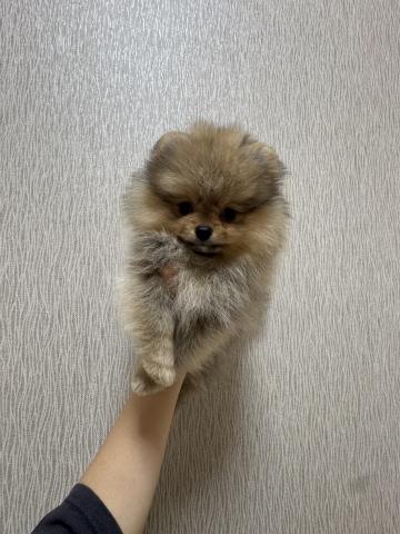 価格の安いポメチワ♂（戸田店） 入舎時 440gのミニミニちゃん