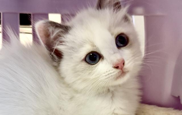 ラグドール(6月15日購入予定) 🐱最初のご案内の方を確定させて頂きました🐱 【里親募集