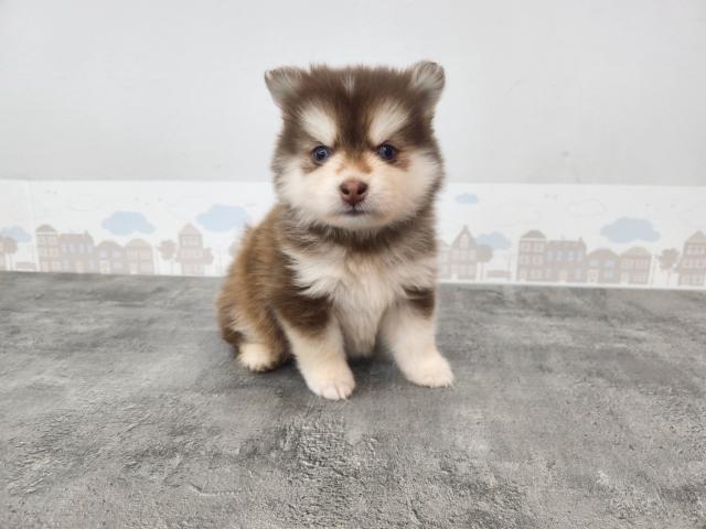 MIXポンスキー - 子犬や子猫たちのペット販売情報が満載「ペット