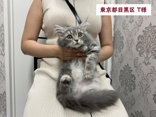 サイベリアン💕猫アレルギー有る方にお勧め猫種💕 - 子犬や子猫