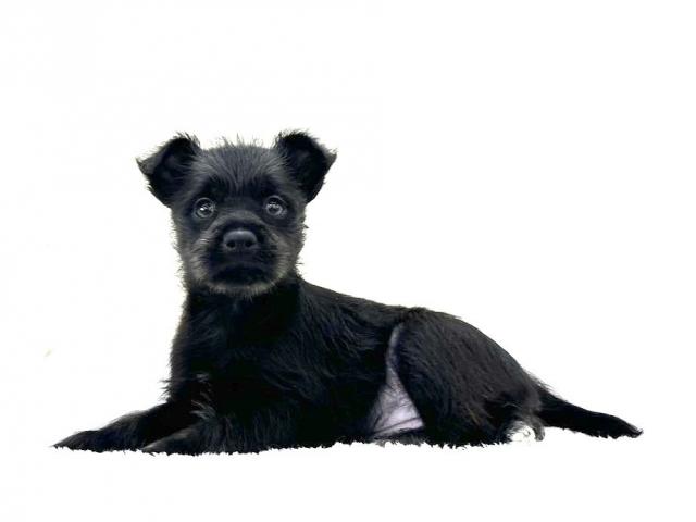 黒シュナももこさま専用 黒シュナももこさま専用 黒シュナももこさま専用 6月1日生まれ