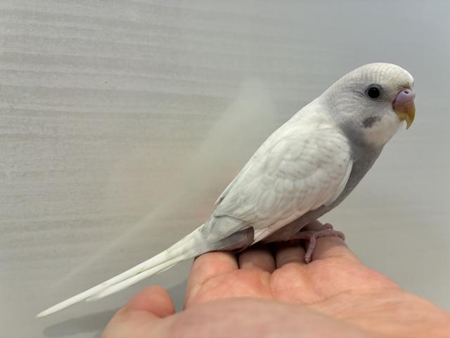 セキセイインコ - 子犬や子猫たちのペット販売情報が満載「ペット