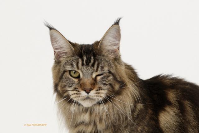 招き猫 K's HOUSE（愛媛県） - 子犬や子猫たちのペット販売情報が満載