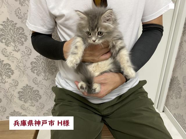 サイベリアン💕猫アレルギー有る方にお勧め猫種💕 - 子犬や子猫