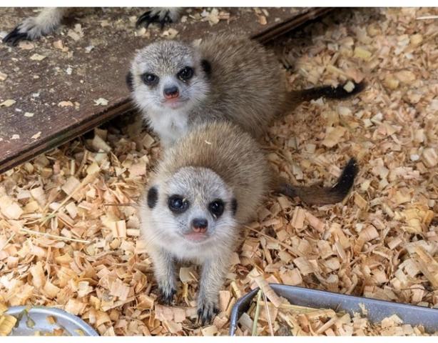 お取寄千屋専用】ミーアキャットベビー - 子犬や子猫たちの お取寄千屋専用】ミーアキャットベビー - 子犬や子猫たちの