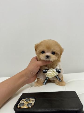 MIX🤍マイクロまるぷー姫🍼🤍 - 子犬や子猫たちのペット販売情報が満載