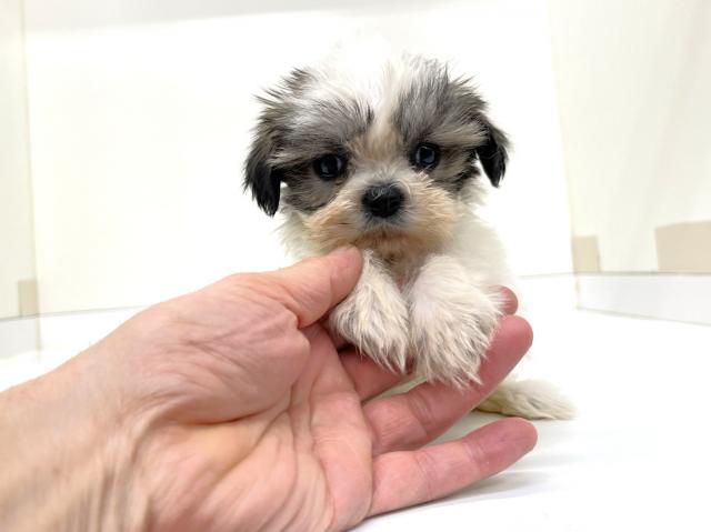 シーズー - 子犬や子猫たちのペット販売情報が満載「ペットステーション」
