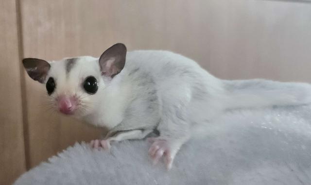 フクロモモンガ プラチナモザイクhetクリミノ - 子犬や子猫たち