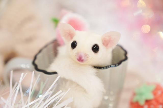 フクロモモンガ リューシスティック - 子犬や子猫たちのペット