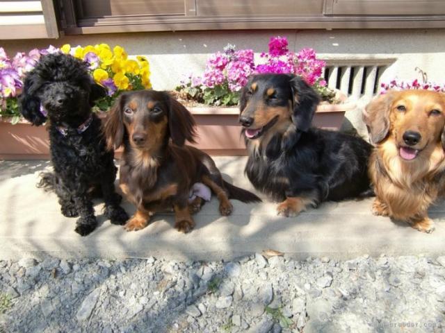 犬屋デンゴの外観