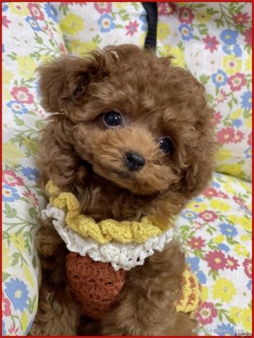 DOG HOUSE アクアの外観