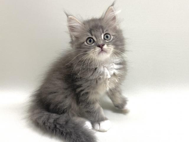 猫アレルギー氏 siberian-cat-1_ebf00069-482a-