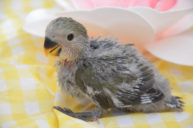 コザクラインコ モーブ【兵庫県・2025年6月23日生まれ】 - ペット