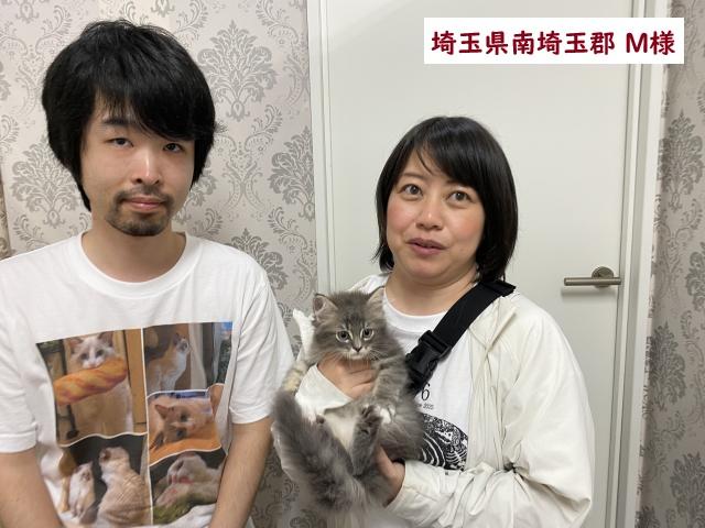 サイベリアン💕猫アレルギー有る方にお勧め猫種💕 - 子犬や子猫