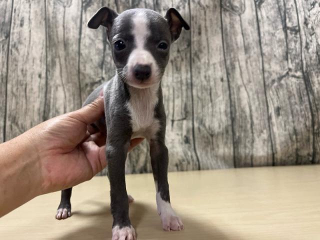 イタリアングレーハウンド - 子犬や子猫たちのペット販売情報が