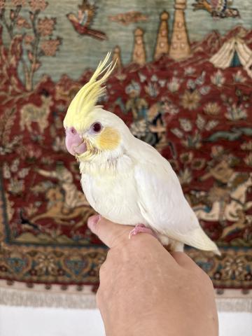 オカメインコ - 子犬や子猫たちのペット販売情報が満載「ペット 