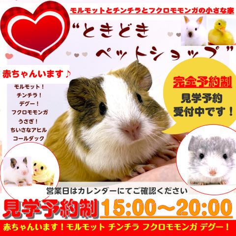 モルモット アドベンチャーワールド 公式 | . 飼育スタッフ監修のまるいフォルムが