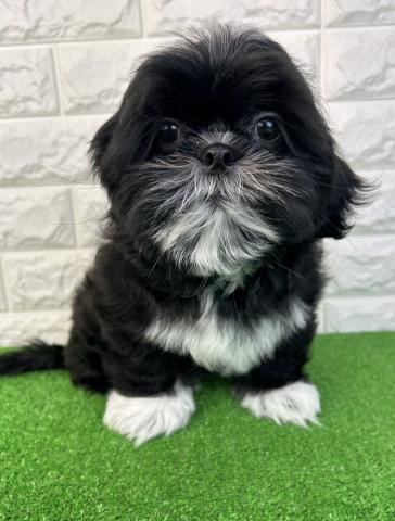 シーズー - 子犬や子猫たちのペット販売情報が満載「ペットステーション」