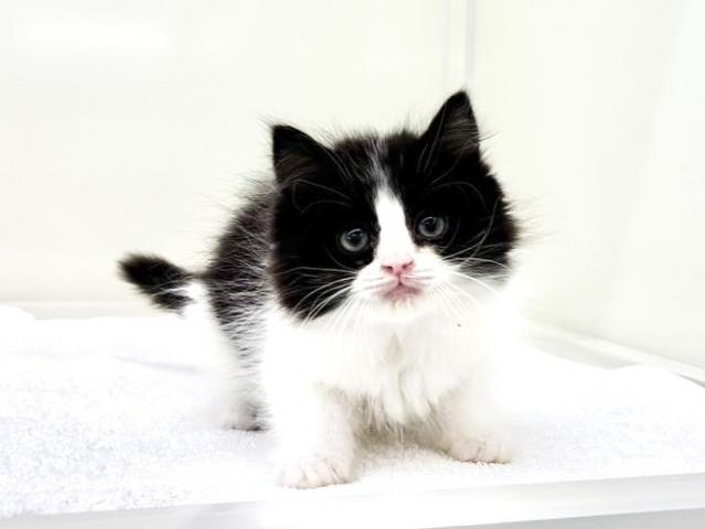 らがまふぃん  L MIX（雑種）ラグドール×ラガマフィン105 - 子犬や子猫たちのペット販売