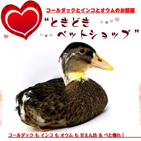 コールダック（鴨カラー、カモ柄） - 子犬や子猫たちのペット販売情報 