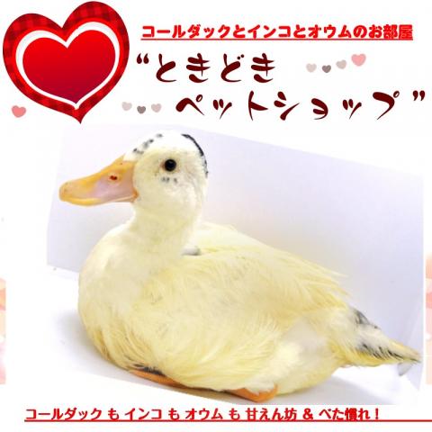 コールダック（パイド） - 子犬や子猫たちのペット販売情報が満載